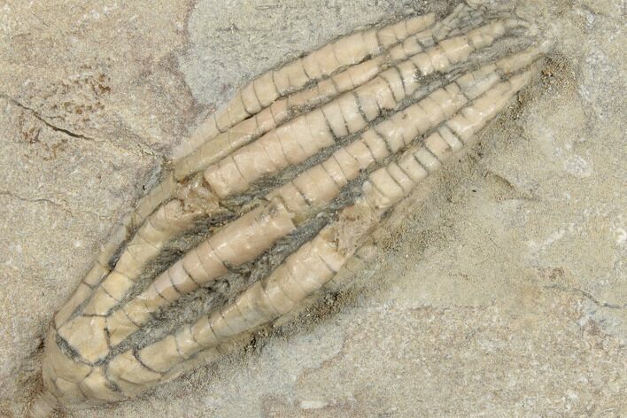 Crinoid (Scytalocrinus) Fossil - Crawfordsville, Indiana #188684
